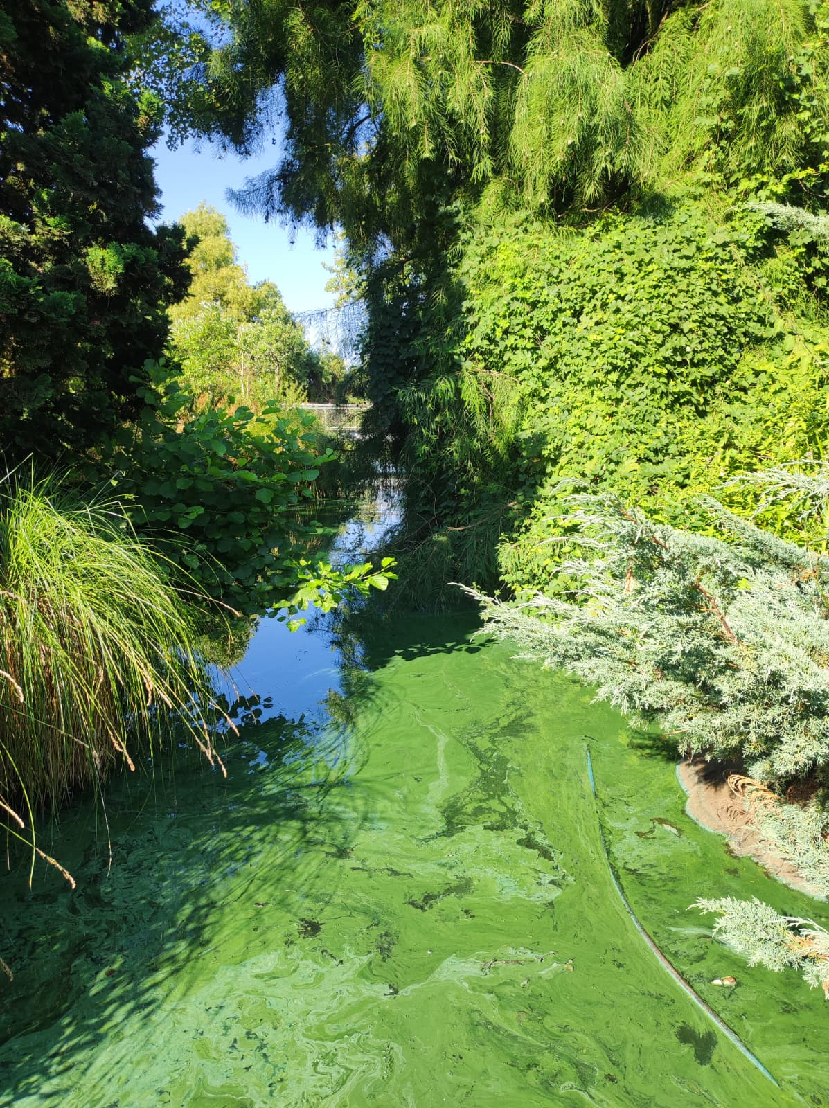 Bloom de cyanobactéries en eau douce en France. Photo : Julia ROBIN